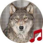 Logo of Wolves Sounds android Application 